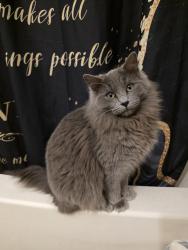 Lost Male Cat last seen Upham, Lakewood, CO 80214