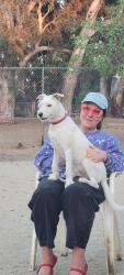 Reunited Unknown Dog last seen Franklin Avenue, Los Angeles, CA 90038