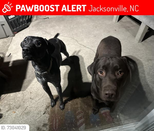 Lost Male Dog last seen AMC theater, Jacksonville, NC 28546