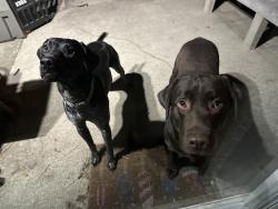 Lost Male Dog last seen AMC theater, Jacksonville, NC 28546