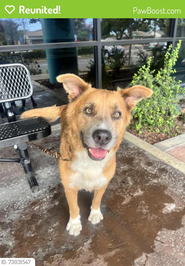 Reunited Male Dog last seen East Dominguez Street,  Carson, Carson, CA 90745