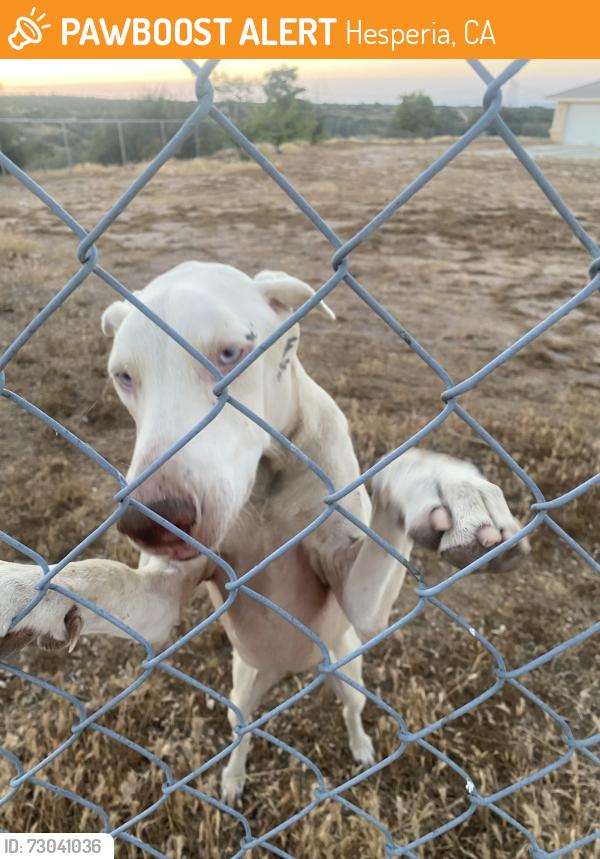 Found/Stray Female Dog last seen neighbor’s hse, Hesperia, CA 92344