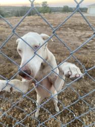 Found/Stray Female Dog last seen neighbor’s hse, Hesperia, CA 92344
