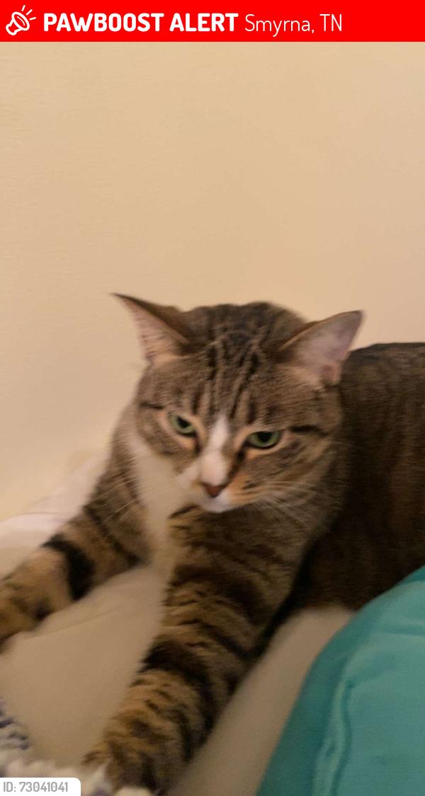 Lost Female Cat last seen Belmont Subdivision , Smyrna, TN 37167