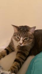 Lost Female Cat last seen Belmont Subdivision , Smyrna, TN 37167