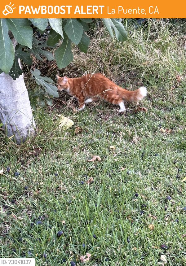 Found/Stray Unknown Cat last seen Sierra Vista middle school, La Puente, CA 91744