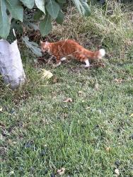 Found/Stray Unknown Cat last seen Sierra Vista middle school, La Puente, CA 91744