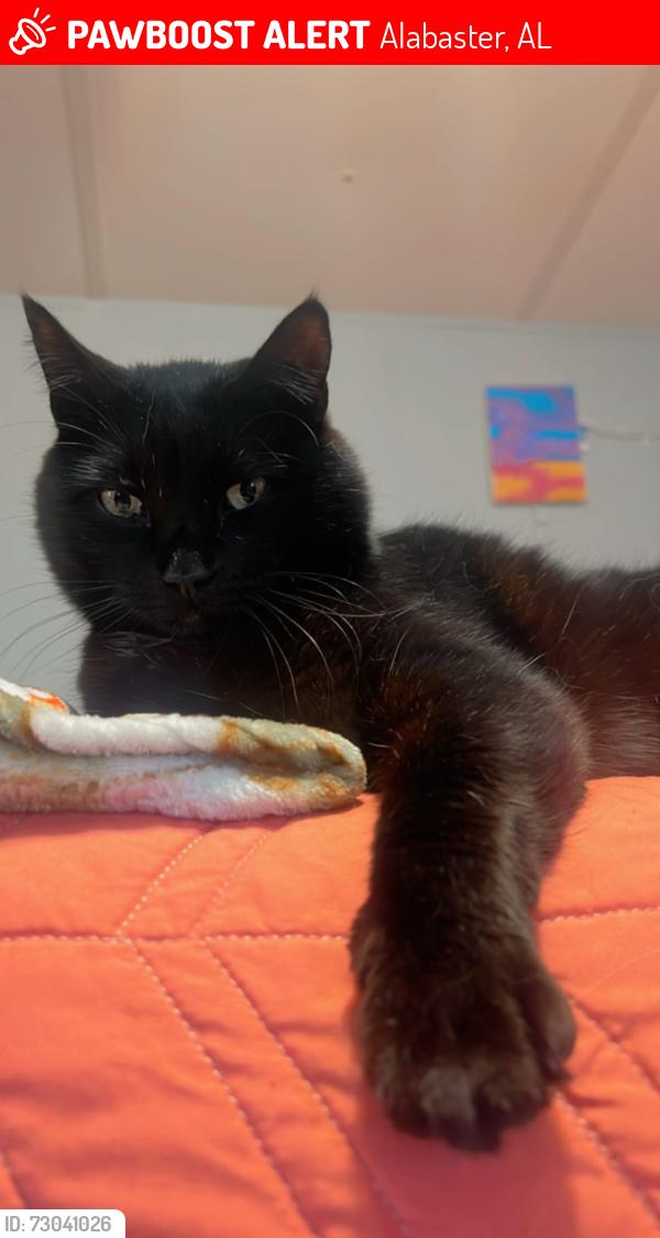 Lost Male Cat last seen Simmsville rd 11 alabaster, Alabaster, AL 35007