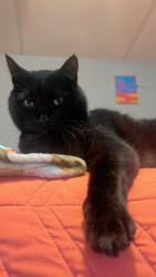 Lost Male Cat last seen Simmsville rd 11 alabaster, Alabaster, AL 35007