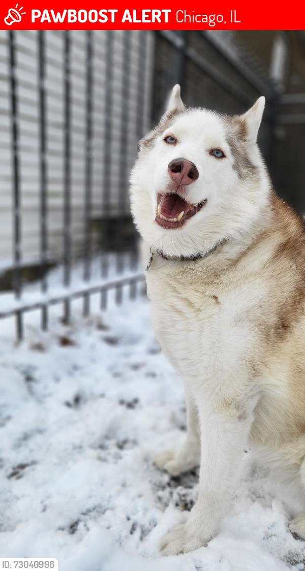 Lost Female Dog last seen E 91st and S Saginaw Ave , Chicago, IL 60617