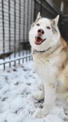 Lost Female Dog last seen E 91st and S Saginaw Ave , Chicago, IL 60617
