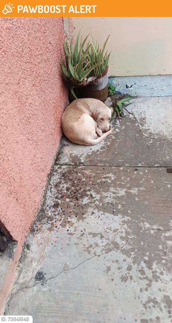 Found/Stray Male Dog last seen Andador Rosa de Mayo, Tuxtla Gutiérrez, Chis. 29049