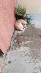 Found/Stray Male Dog last seen Andador Rosa de Mayo, Tuxtla Gutiérrez, Chis. 29049