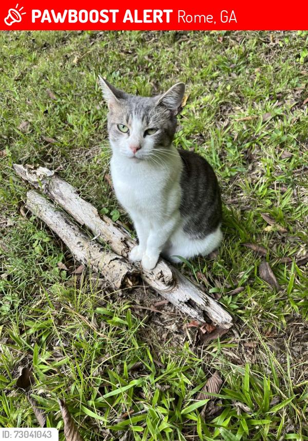 Lost Female Cat last seen Near S. Broad st., Rome, GA 30161
