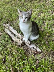 Lost Female Cat last seen Near S. Broad st., Rome, GA 30161