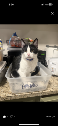 Lost Female Cat last seen Linden and Bridge Pl, West Sacramento, CA 95691