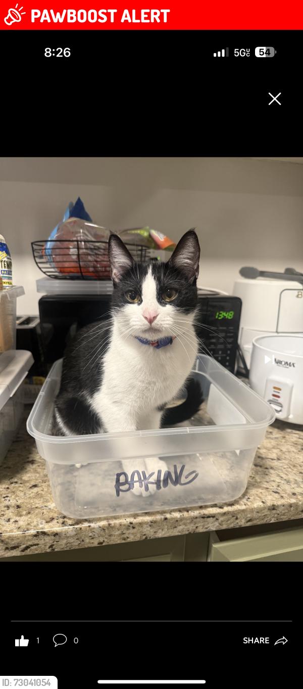 Lost Female Cat last seen Linden and Bridge Pl, West Sacramento, CA 95691