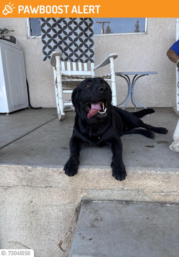 Found/Stray Male Dog last seen Rodden Road, Stanislaus County, CA 95361