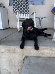 Found/Stray Male Dog last seen Rodden Road, Stanislaus County, CA 95361