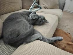 Lost Male Cat last seen Jordan and Virginia , McKinney, TX 75072