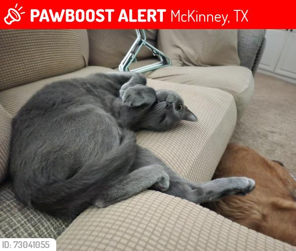 Lost Male Cat last seen Jordan and Virginia , McKinney, TX 75072