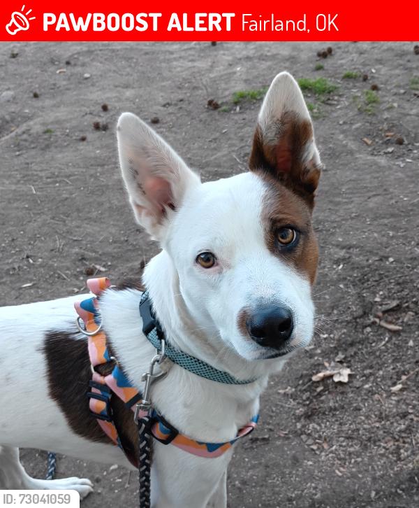 Lost Male Dog last seen Twin bridges state park, Fairland, OK 74343