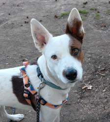Lost Male Dog last seen Twin bridges state park, Fairland, OK 74343