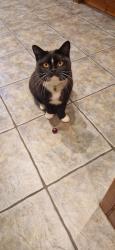 Lost Female Cat last seen Riverway and clevedon drive, Staines-upon-Thames, England TW18 2SN