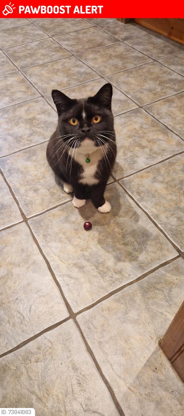 Lost Female Cat last seen Riverway and clevedon drive, Staines-upon-Thames, England TW18 2SN