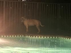 Reunited Unknown Dog last seen Parallel with C/Springs Drive , Coral Springs, FL 33071