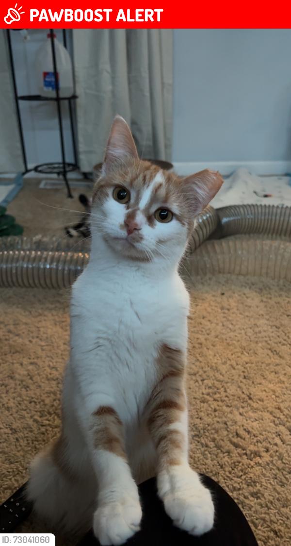 Lost Female Cat last seen Gender Rd , Axtel Dr , Canal Winchester, OH 43110