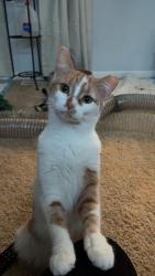 Lost Female Cat last seen Gender Rd , Axtel Dr , Canal Winchester, OH 43110