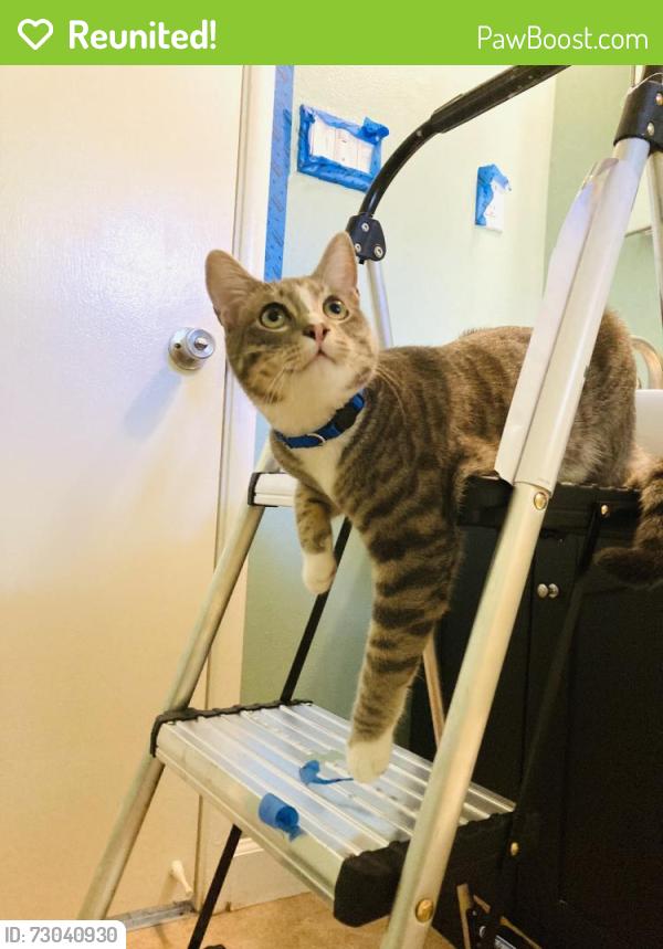 Reunited Male Cat last seen Winston and Maureen st, Pleasant Hill, CA 94523