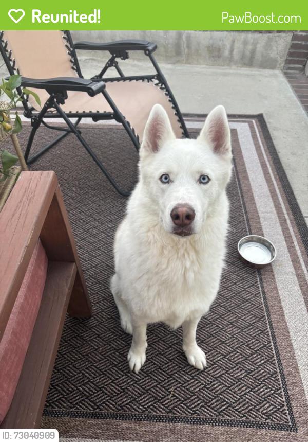 Reunited Male Dog last seen Hemphill Dr, San Diego, CA 92126, USA, San Diego, CA 92126