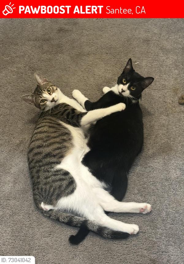 Lost Male Cat last seen Atlas View and Willow Terrace, Santee, CA 92071
