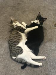 Lost Male Cat last seen Atlas View and Willow Terrace, Santee, CA 92071