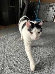 Found/Stray Unknown Cat last seen Avenel park, Woodbridge Township, NJ 07001