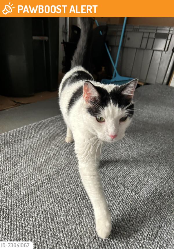 Found/Stray Unknown Cat last seen Avenel park, Woodbridge Township, NJ 07001