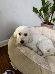 Reunited Male Dog last seen Thomas and N 44th Ave., Hollywood, FL 33021