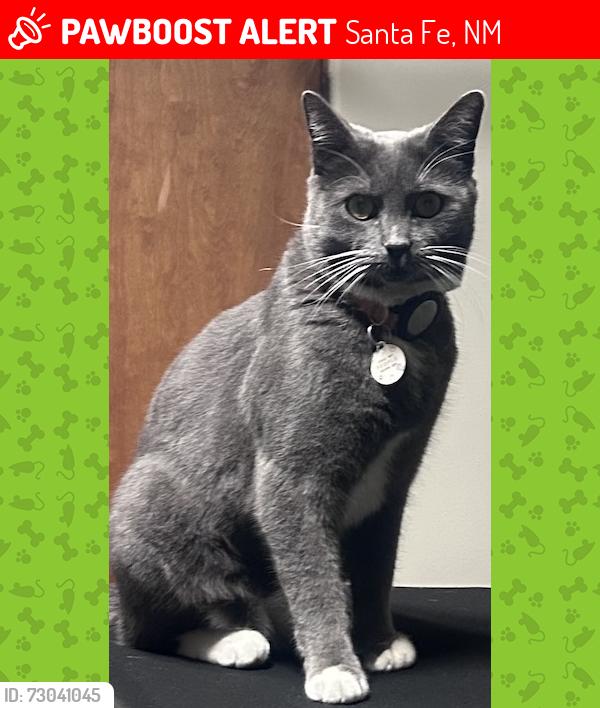 Lost Male Cat last seen Avenida Frijoles/ Aldea Maintenance Building, Santa Fe, NM 87507
