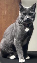 Lost Male Cat last seen Avenida Frijoles/ Aldea Maintenance Building, Santa Fe, NM 87507