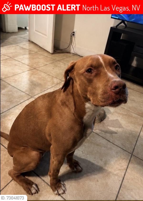Lost Female Dog last seen Decatur and farm, North Las Vegas, NV 89084