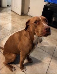 Lost Female Dog last seen Decatur and farm, North Las Vegas, NV 89084