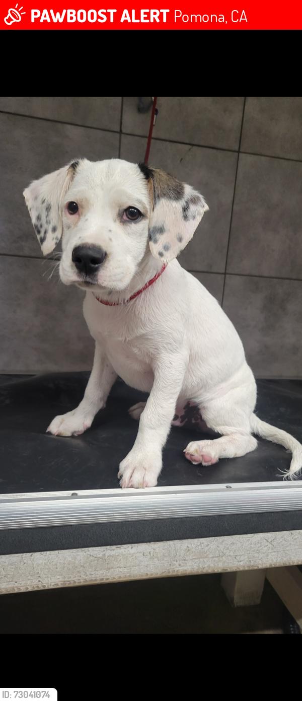 Lost Male Dog last seen Hamilton and White, Pomona, CA 91768