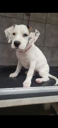 Lost Male Dog last seen Hamilton and White, Pomona, CA 91768