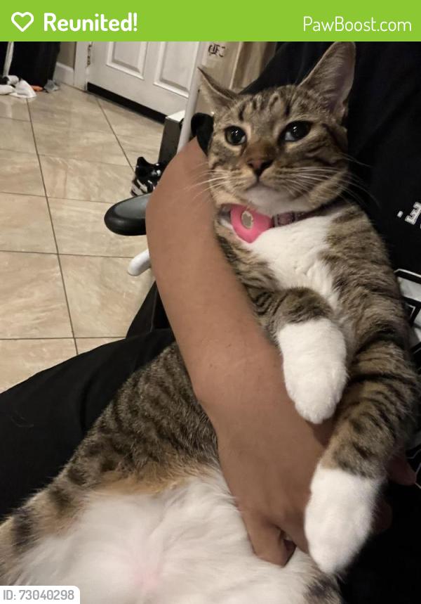 Reunited Female Cat last seen Pueblo vista , Napa, CA 94558