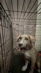 Found/Stray Female Dog last seen Near Harkings Theater Irvington, Tucson, AZ 85746