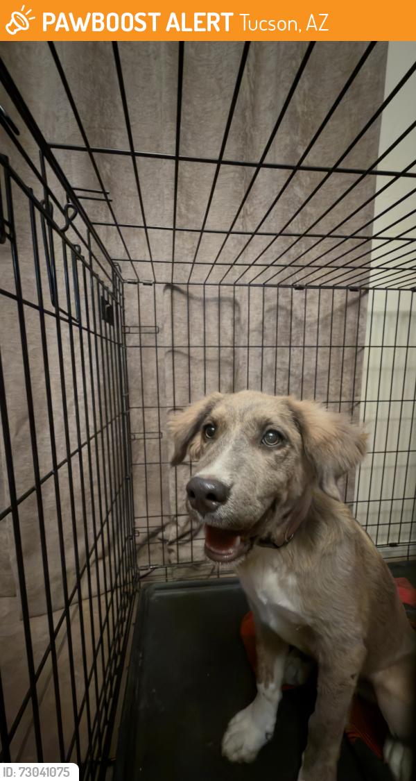 Found/Stray Female Dog last seen Near Harkings Theater Irvington, Tucson, AZ 85746