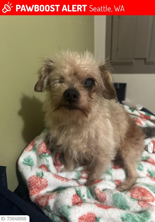 Lost Male Dog last seen Near Delridge Way SW Ste B Seattle, WA  98106 United States, Seattle, WA 98106