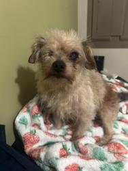 Lost Male Dog last seen Near Delridge Way SW Ste B Seattle, WA  98106 United States, Seattle, WA 98106